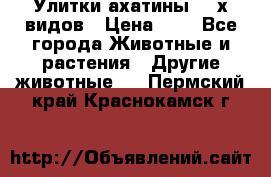 Улитки ахатины  2-х видов › Цена ­ 0 - Все города Животные и растения » Другие животные   . Пермский край,Краснокамск г.